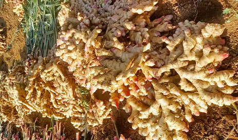 Chinese-Fresh-Ginger-supplier03