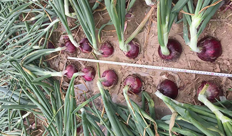 Chinese-Fresh-purplish-red-onion-supplier05