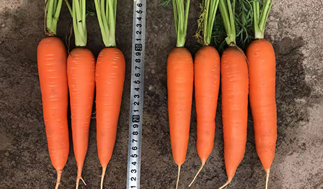 Chinese-Red-Carrot03