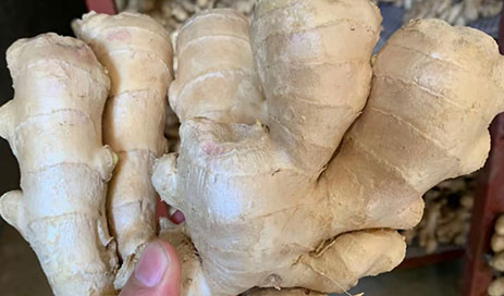Chinese-supplier-of-dried-ginger05