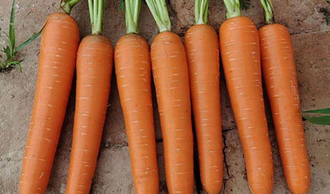 Fresh-carrot-supplier03