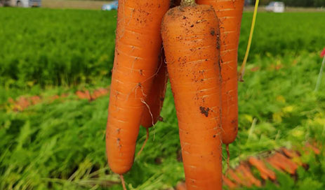 Fresh-carrot-supplier04