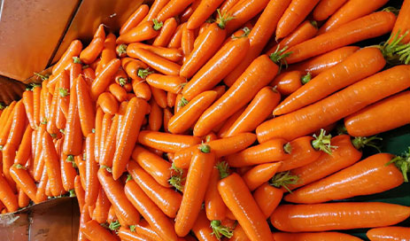 Fresh-carrot-supplier05