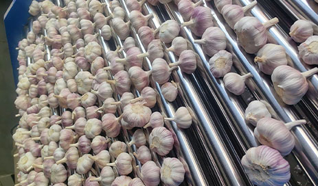 High-Quality-Garlic-Organic-Crops-Standardized-Processing05