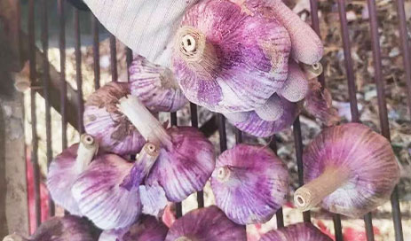 High-quality-Purple-skinned-Garlic-From-China05