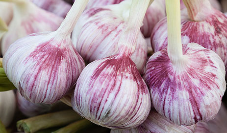 Pure-Natural-Organic-Purple-Skinned-Garlic03