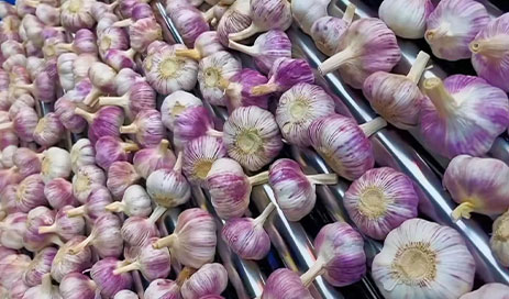 Pure-Natural-Organic-Purple-Skinned-Garlic04